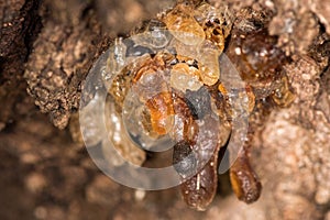 Tree natural amber resin detail close up