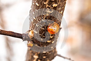 Tree natural resin close-up macro photo