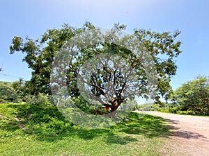 Tree in natural senery
