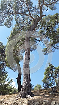 Tree in the nature