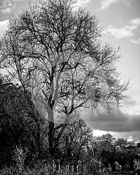 Tree, Nature, Branches, park, clouds, BlackandWhite, Monochrome photo
