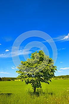 Tree, nature and countryside open field in summer environment for holiday view, vacation or agriculture. Plants, grass