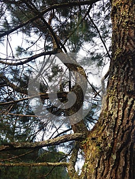 Tree nature and green forests tropis