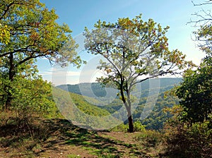 Tree in nature on hiking-trail Vitaltour Stein, Wein & Farbe in Nahe-Region of rhineland-palatinate