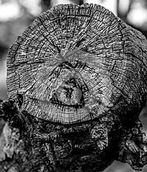 Tree, Nature, Monochrome, BlackandWhite, wood photo