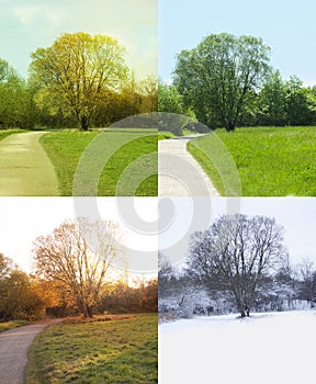 Tree in nature showing all Four Seasons