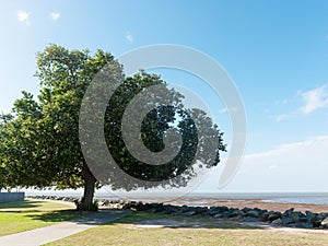 Tree near beach