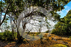 Tree near the beach in Ventanilla. photo