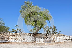 Tree near fence at Bet Jimal Jamal Catholic monastery