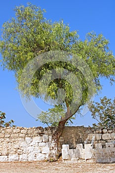 Tree near fence at Bet Jimal Jamal Catholic monastery