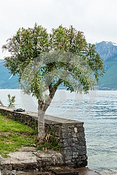 Tree near Lago di Garda, a lake in Italy