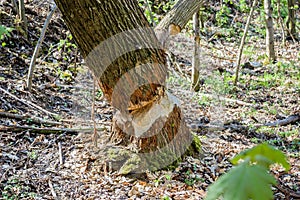 Tree near the river nibbled by beavers living in the river area