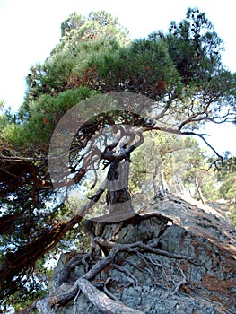 Tree near The rock Sail on the black sea coast
