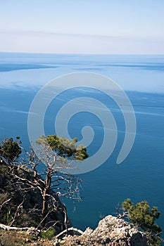 A tree near the sea