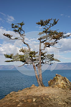 A tree near Shamanka Rock on Olkhon Island, Baikal Lake, Russia