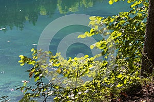 Tree near the shore at Lago di Fusine in Italy