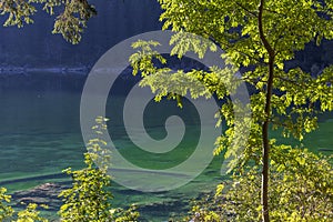 Tree near the shore at Lago di Fusine in Italy