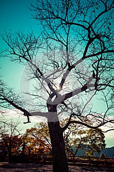 A tree nearly void of leaves against a blue sky with and a sun star between the branches