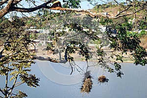 Tree with nests of red-eared and red-throated birds, in front of the pond.