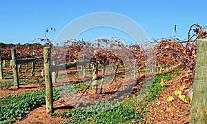 Dormant grape vines in the winter months photo