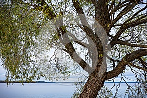 Tree Next to Lakeshore