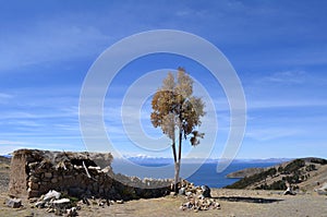 Tree next to old small stone hut with thatched roof on Isla del Sol in Lake Titicaca, Bolivia.