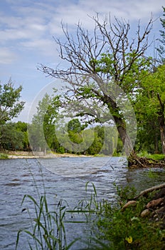 Tree next to the river