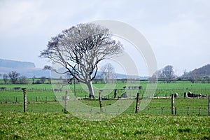 A tree next to some standing stones