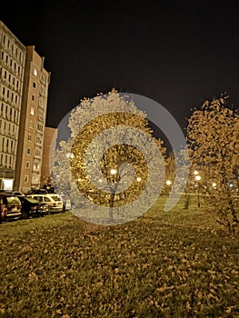 Tree at night in klaipeda