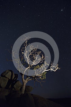 Tree at night in Namibia.