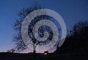 Strom v noci