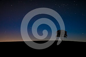 Tree in the night with stars