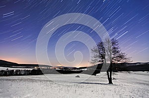 Tree at night - winter with stars