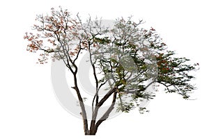A tree with no leaves is depicted on a white background. Clippingath