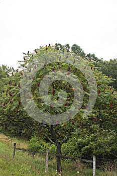 North Amercian Staghorn Sumac photo