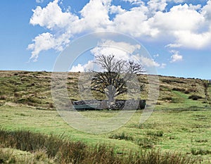 Tree in North Yorkshire surrounded by stone walling