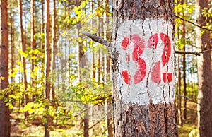 A tree with the number thirty two painted on it, selective focus