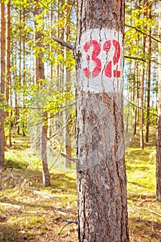 A tree with the number thirty two painted on it, selective focus