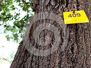 Tree numbering tag on stem of a tree