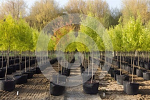 tree nursery, filled with young trees and experts growing them