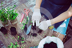 Tree nursery, Gardening in the house