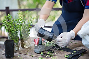 Tree nursery, Gardening in the house