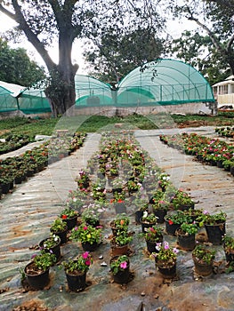 Tree, nursery, plants nursery house, greenery