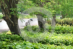 Tree nursery store beside road in Thailand where sell many type of trees look green and fresh