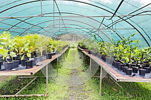 Tree nursery tropical plants