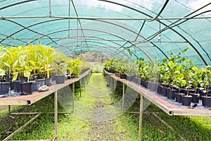 Tree nursery tropical plants