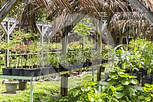 Tree nursery tropical plants