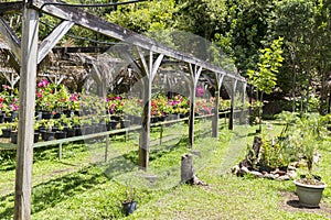 Tree nursery tropical plants