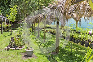 Tree nursery tropical plants