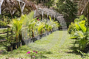 Tree nursery tropical plants